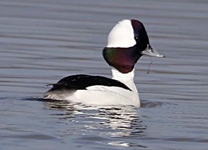 Beak of the Week: Bufflehead