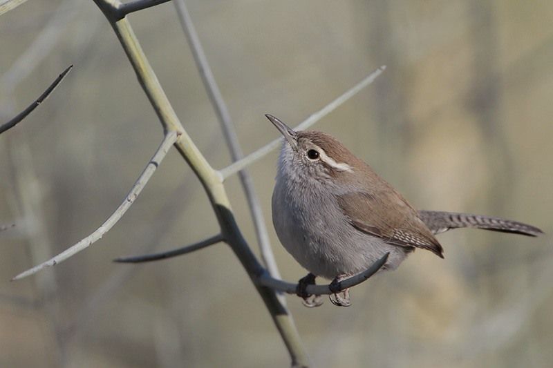 Bewick's Wren