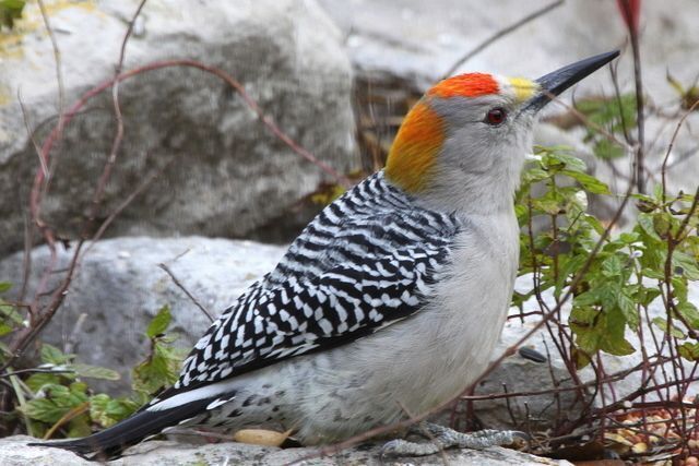 Bird walk and talk, Kerrville, Riverside Nature Center, bird identification, Texas native birds