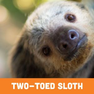 two-toed sloth