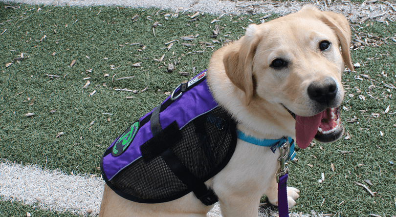 Dog in Paragon Vest Smiling