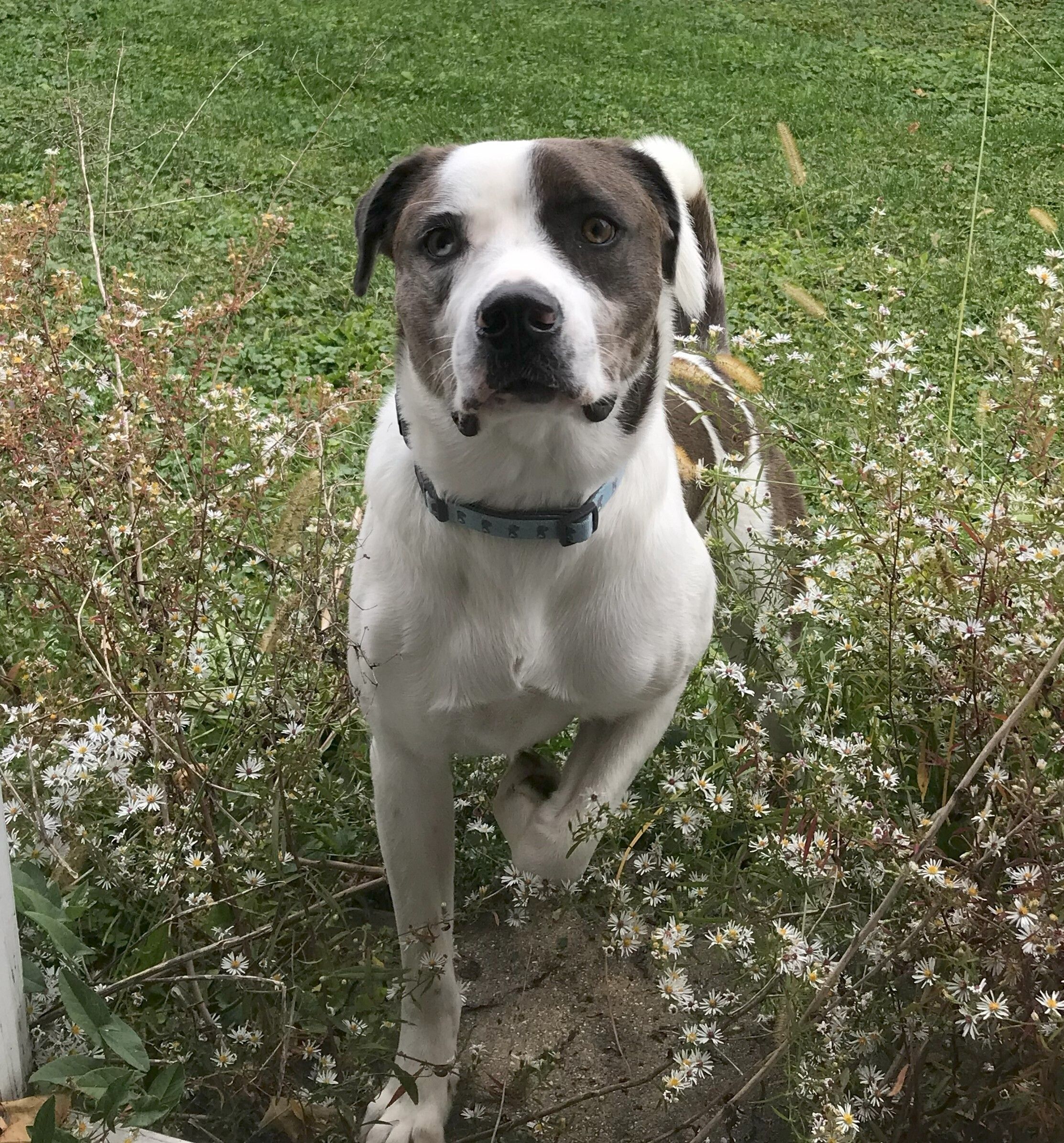 ZZ - Classified Ad - Cyrus