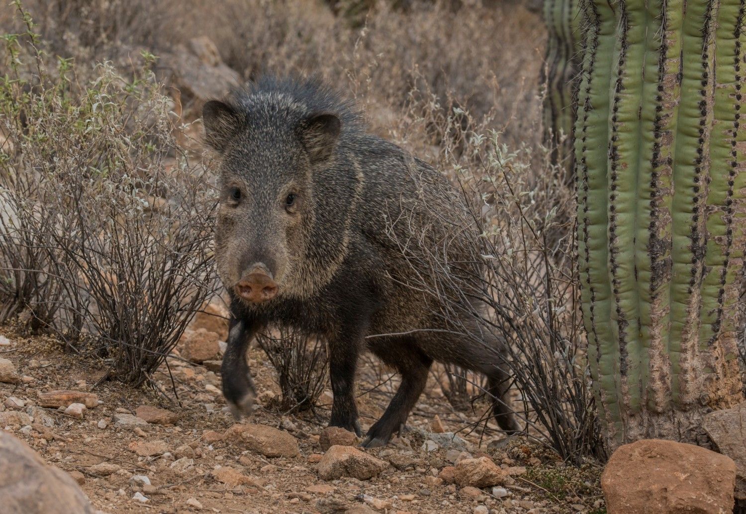 JAVELINA