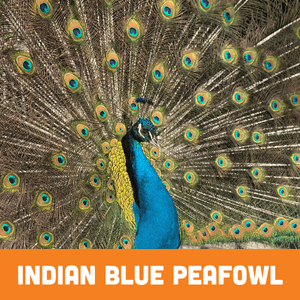 Indian Blue Peafowl