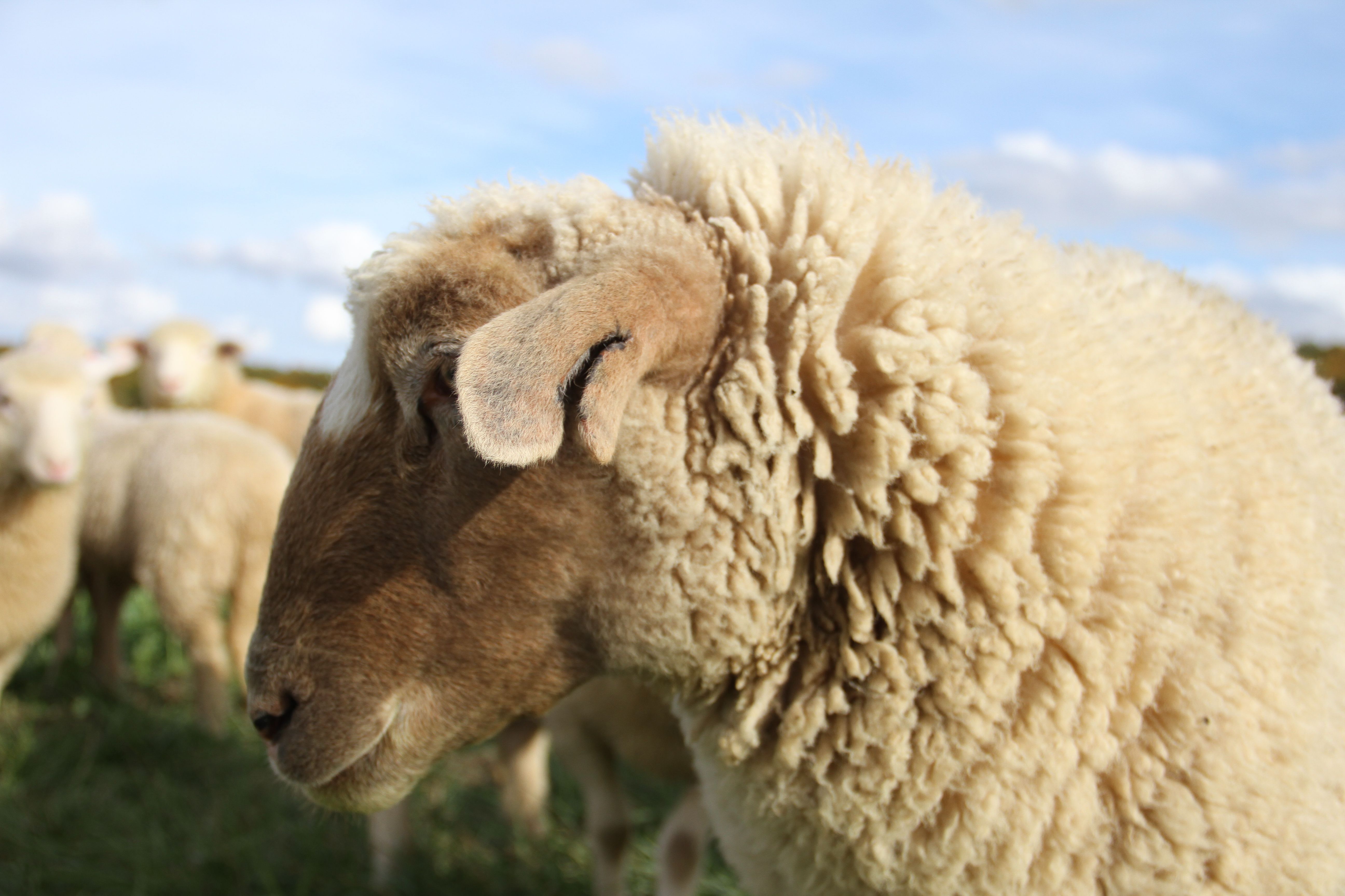 Hudson Valley Livestock Farmers Picnic