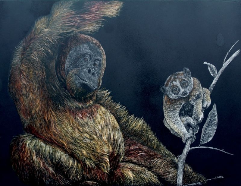 Orangutan - Slow Loris
