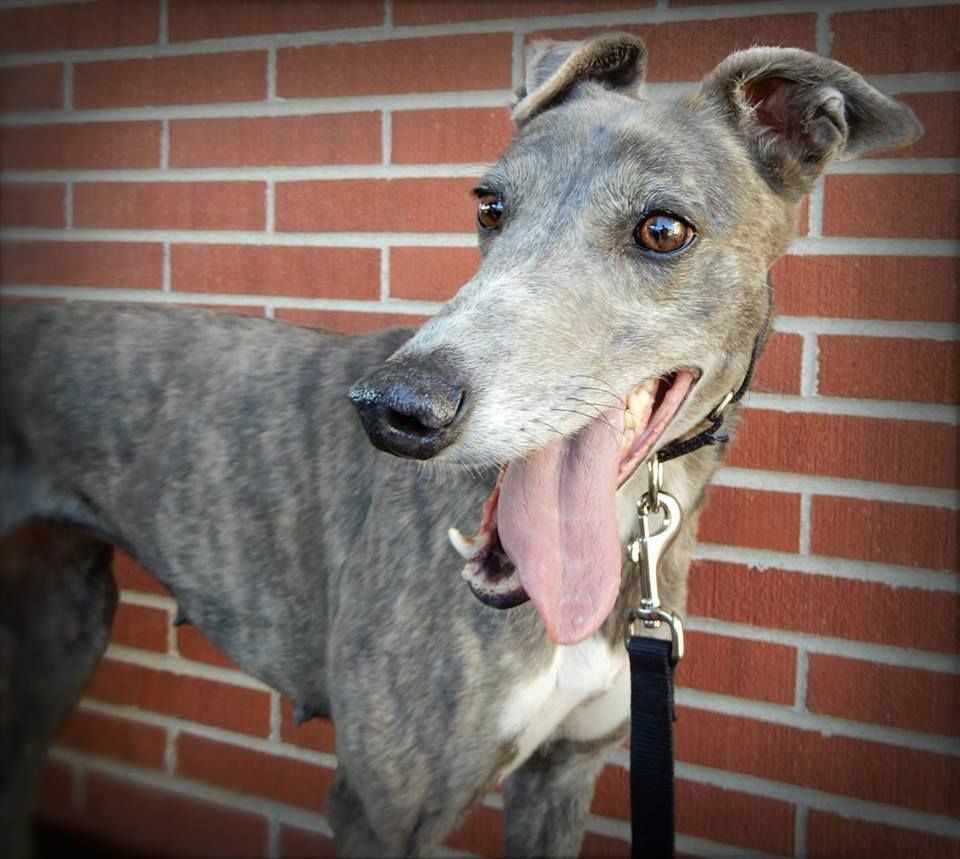 Adoptions Completed