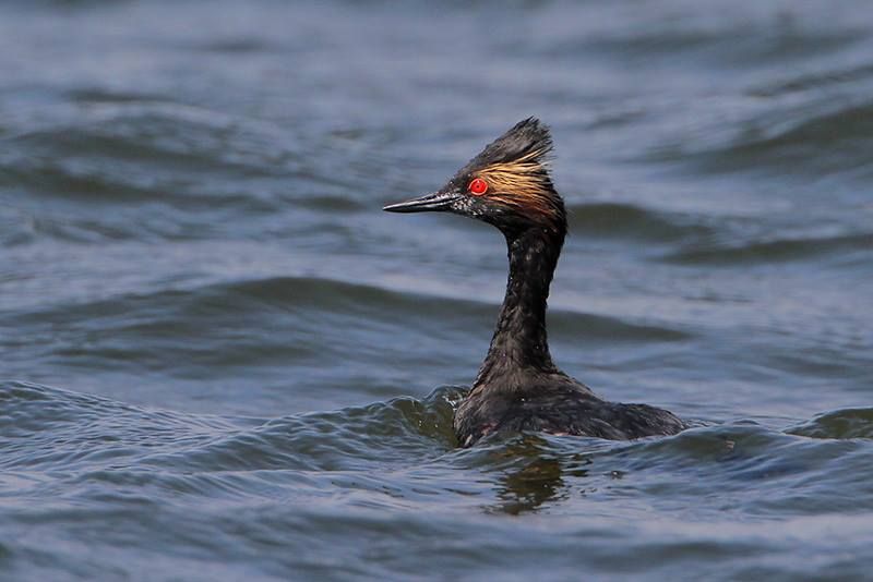 Eared Grebe