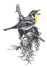 Yellow-throated Warbler