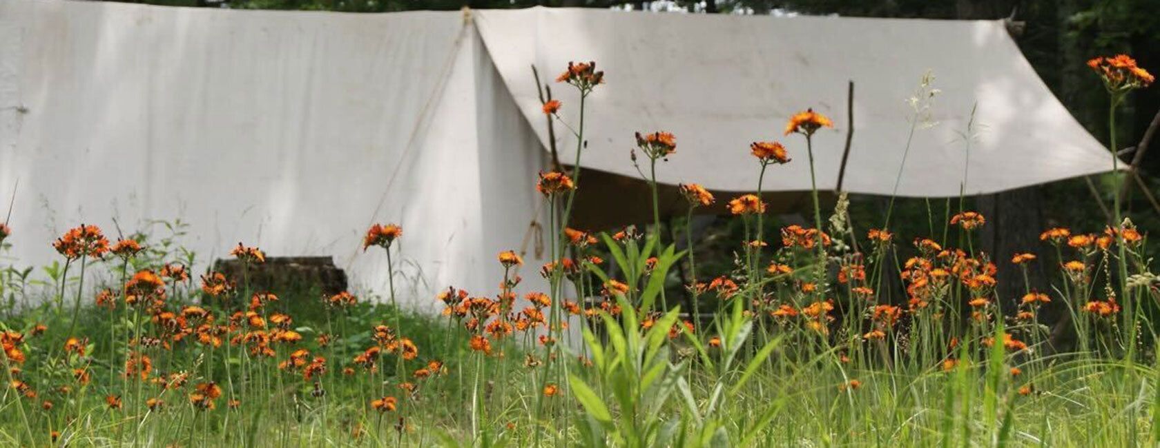 Orange wildflowers.