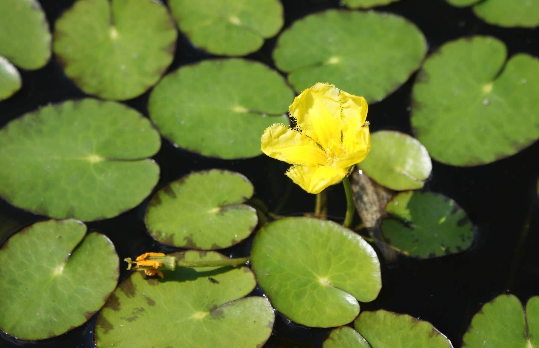 Yellow Floating Heart