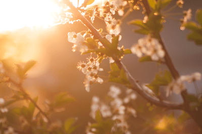 flowers in sunshine