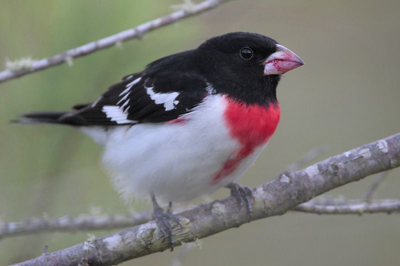 Rose-breasted Grosbeak