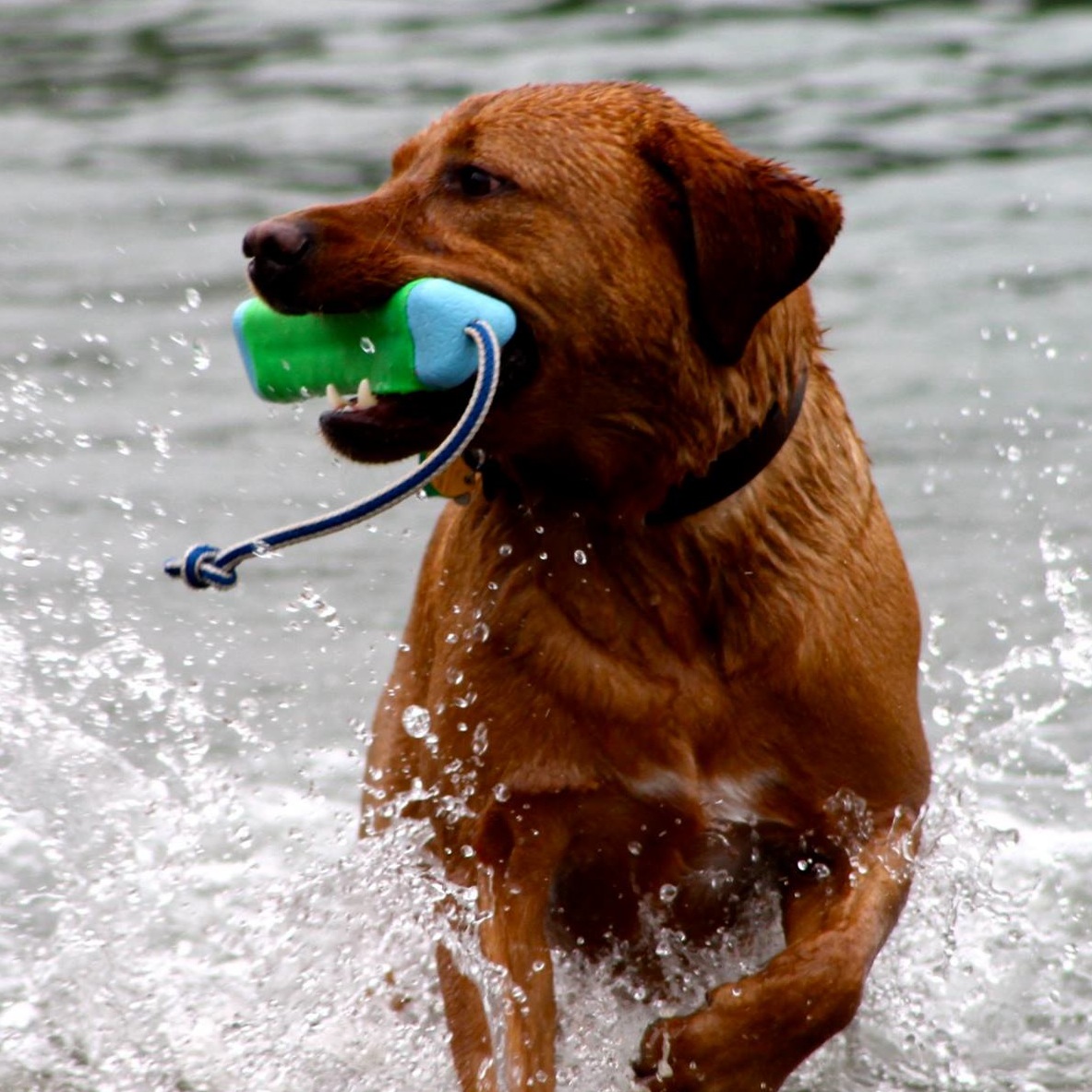Doggie Dip