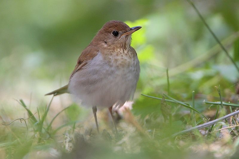 Veery