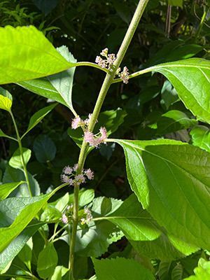 Beatuyberry