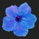 blue flower