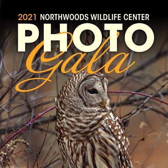 Photo Gala Open for Entries