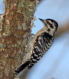 Ladder-backed Woodpecker (female)