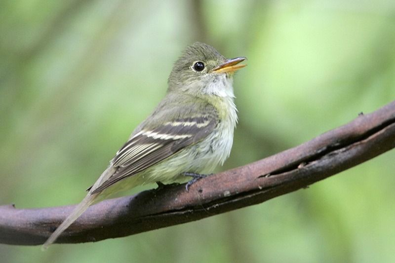 Acadian Flycatcher Bird Gallery Houston Audubon 