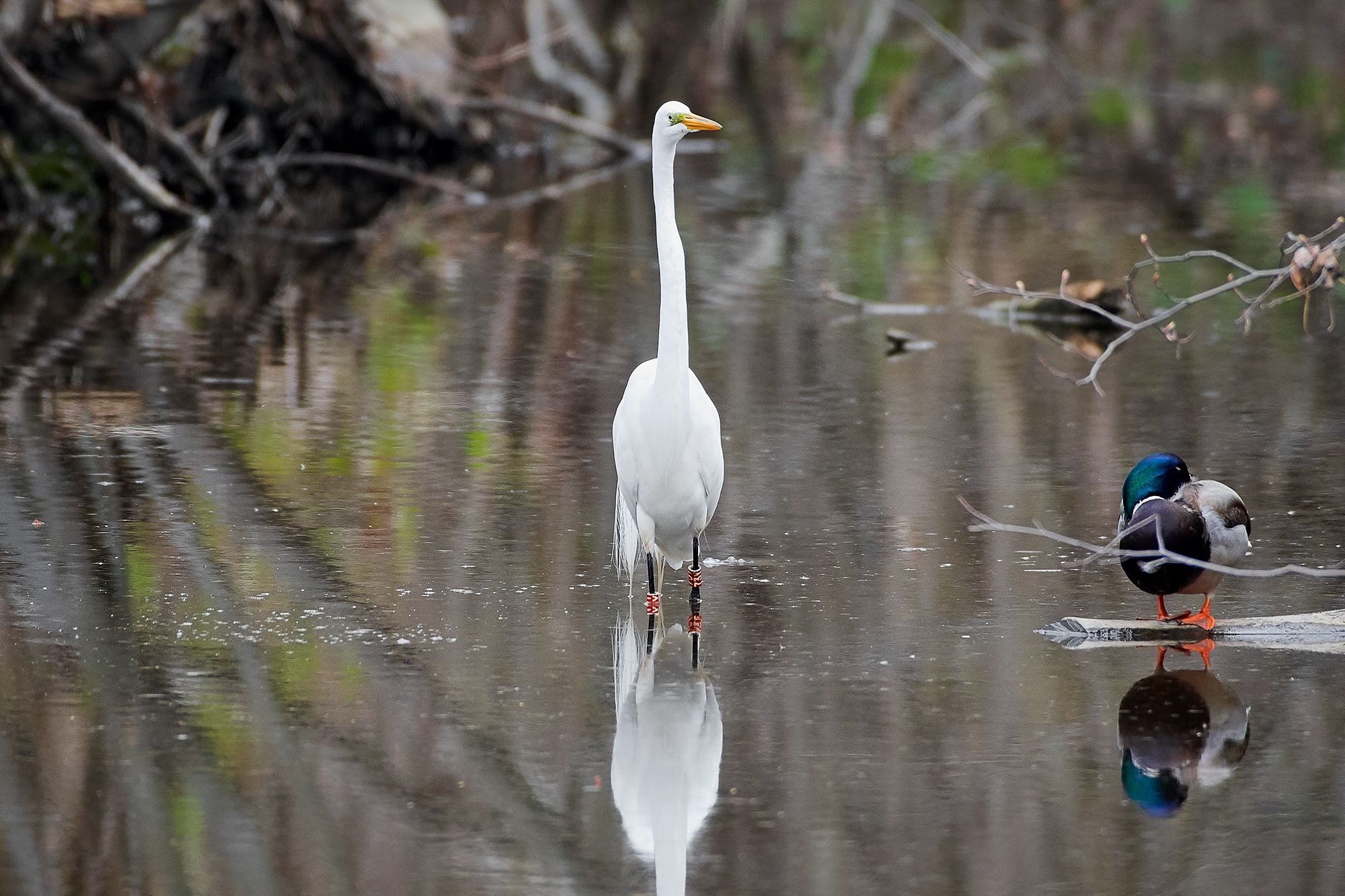 The Importance of Bird Banding