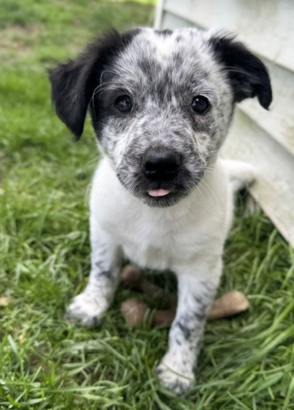 Inky - ADOPTION PENDING