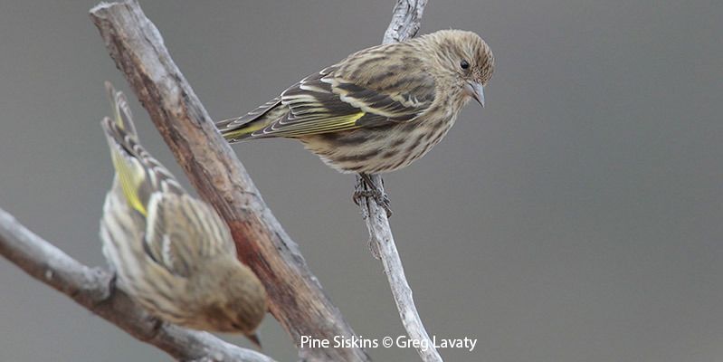 Pine Siskins