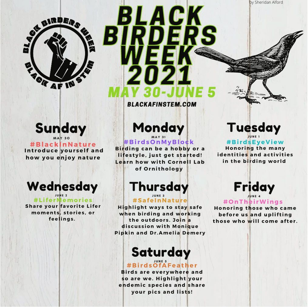 Black Birders Week: A Celebration of Birds and Nature in the BIPOC Community