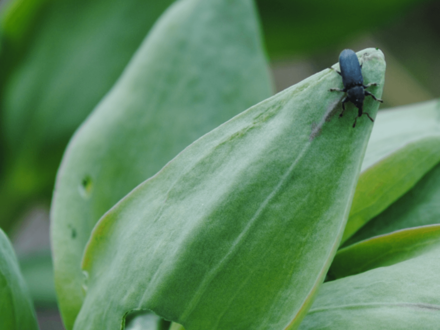 Dalmatian Toadflax Stem Mining Weevil