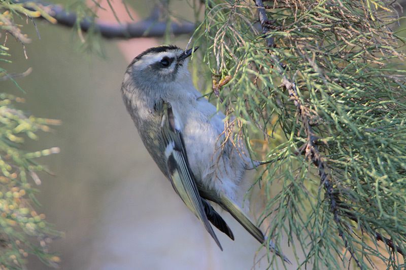 Golden-crowned Kinglet