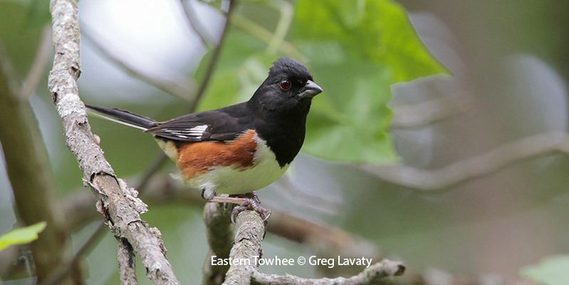 Eastern Towhee