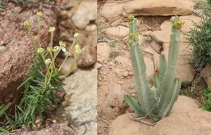 Plant diversity of Laas Geel