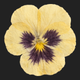 yellow pansy
