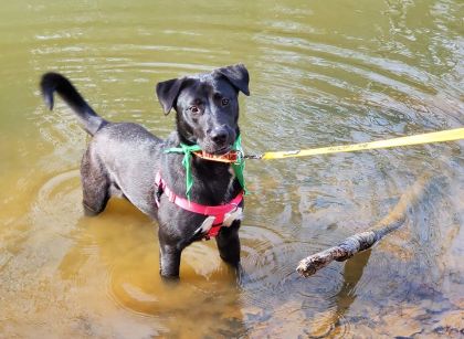 Anna enjoying a nice dip in the water on an outing with a volunteer.