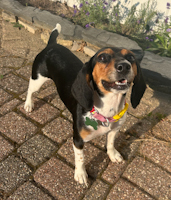 Evee - ADOPTED