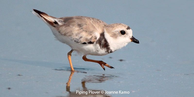 Piping Plover