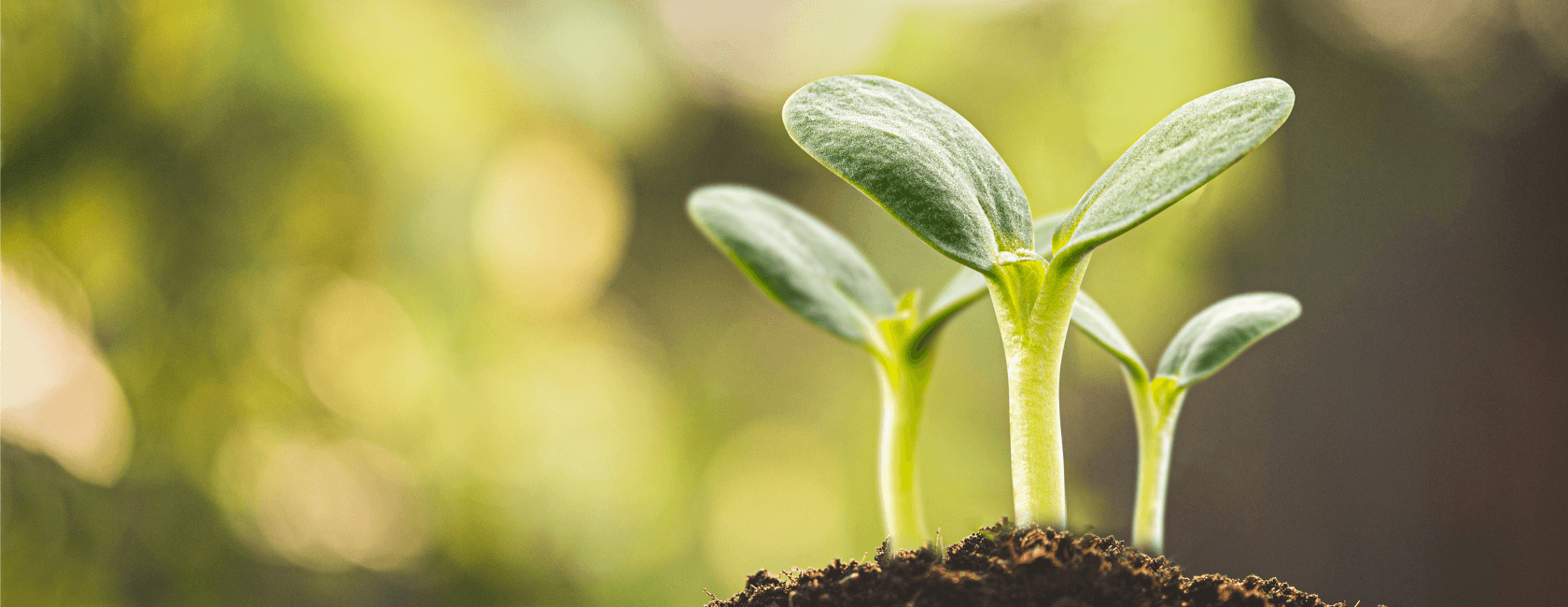 seedlings sprouting from soil, representing growth, hope and new life