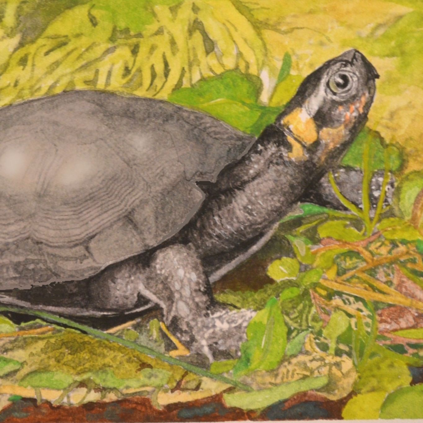 A bog turtle on green fern leaves.