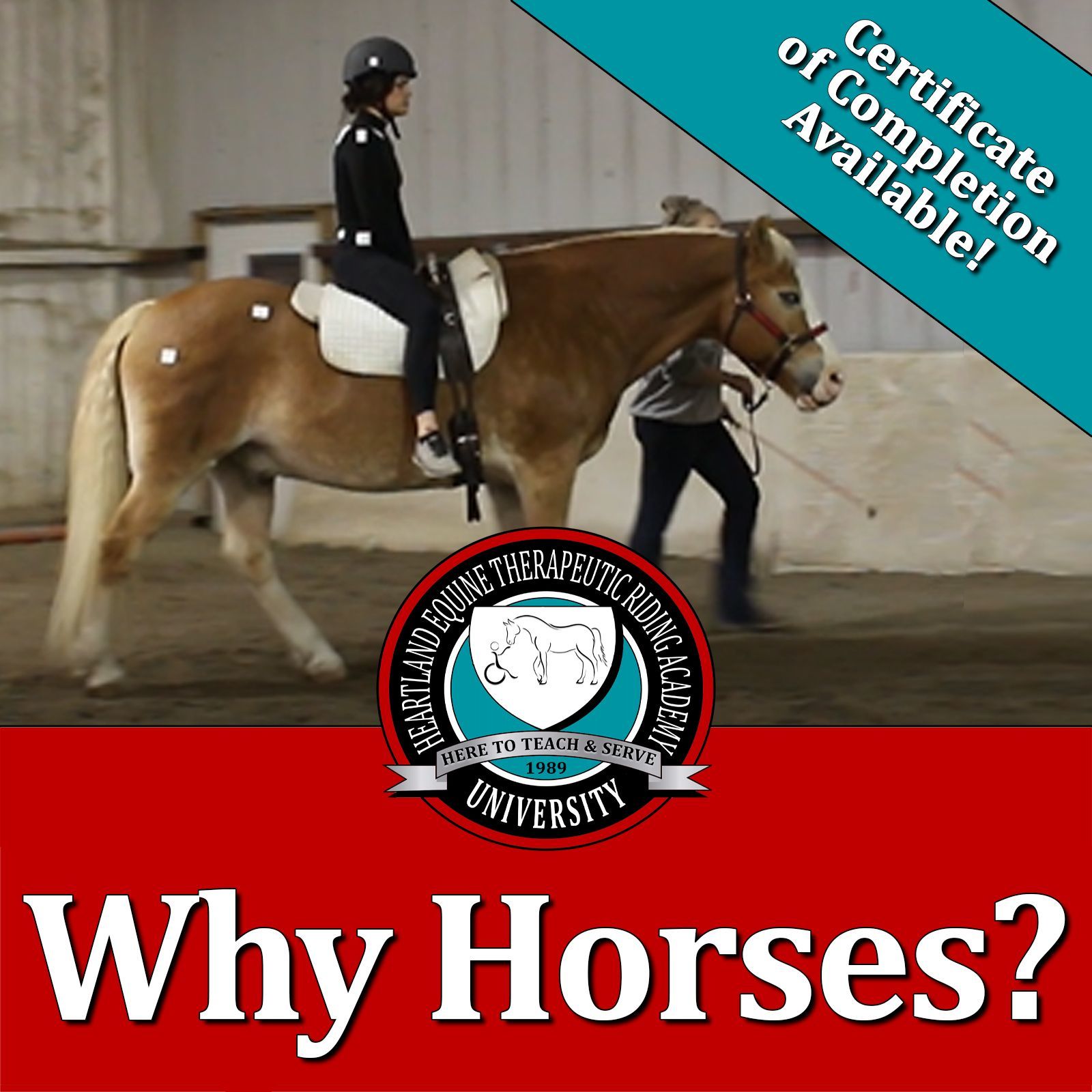 Why Horses