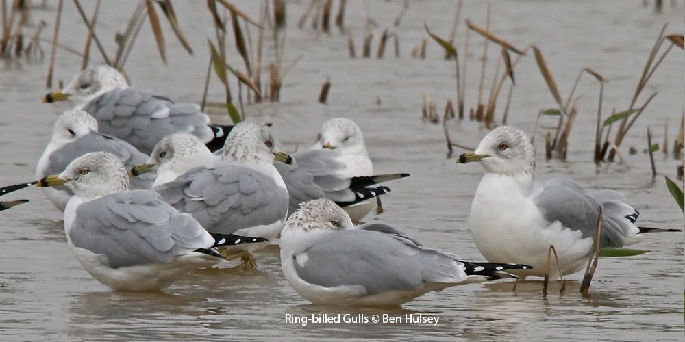 Ring-billed Gulls