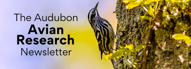 the Audubon Avian Research Newsletter