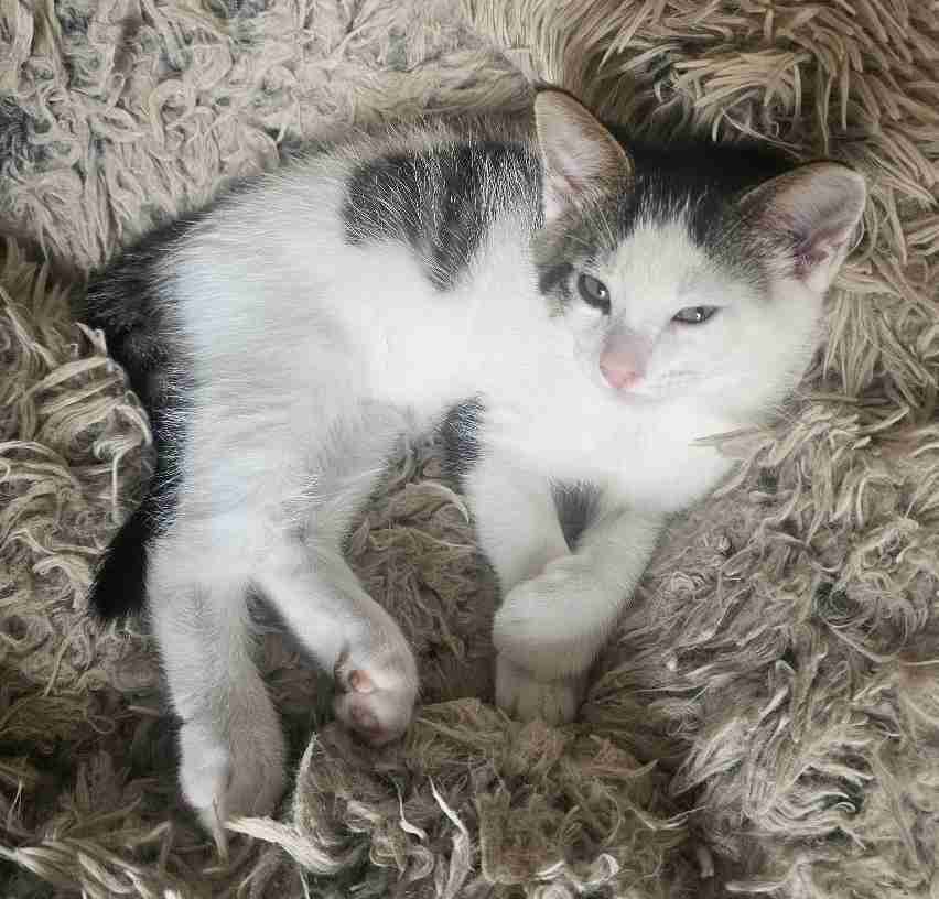 Leon - ADOPTION PENDING