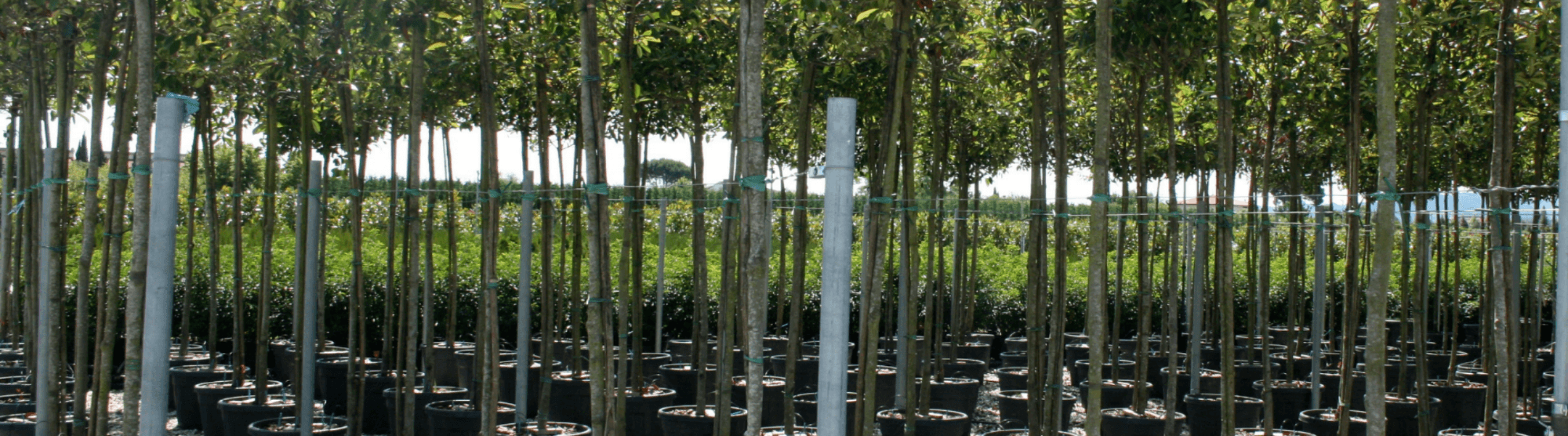 Tree Nursery Directory