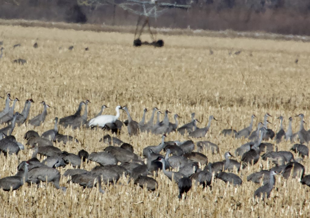 SANDHILL CRANE COUNTS – WEEK 4