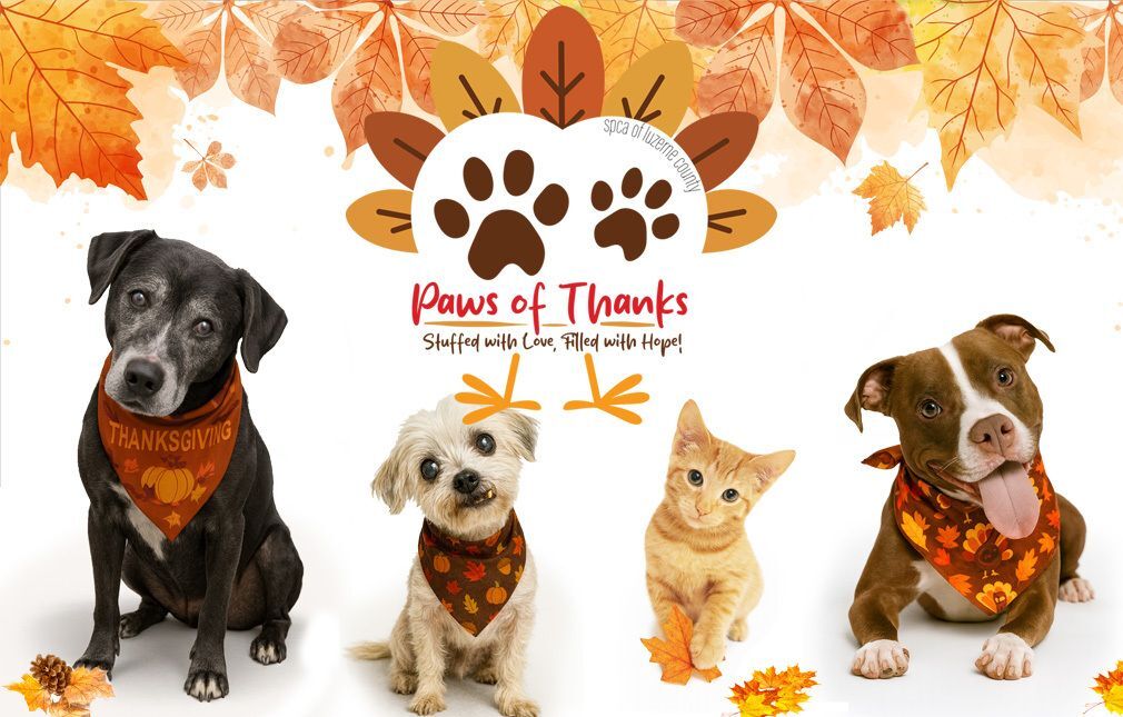 Giving Tuesday Paws of Thanks
