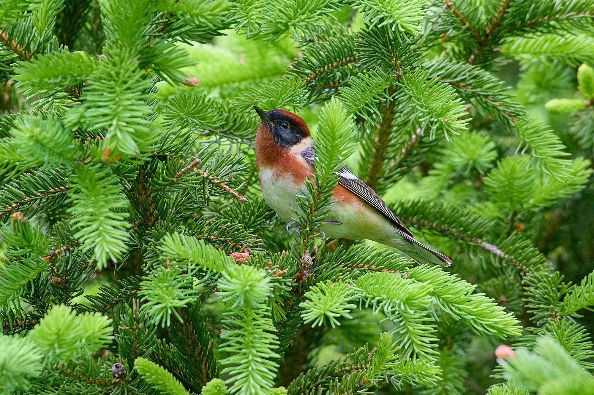 Bay-breasted Warbler