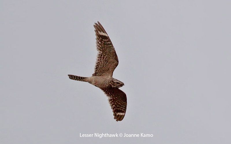 Lesser Nighthawk