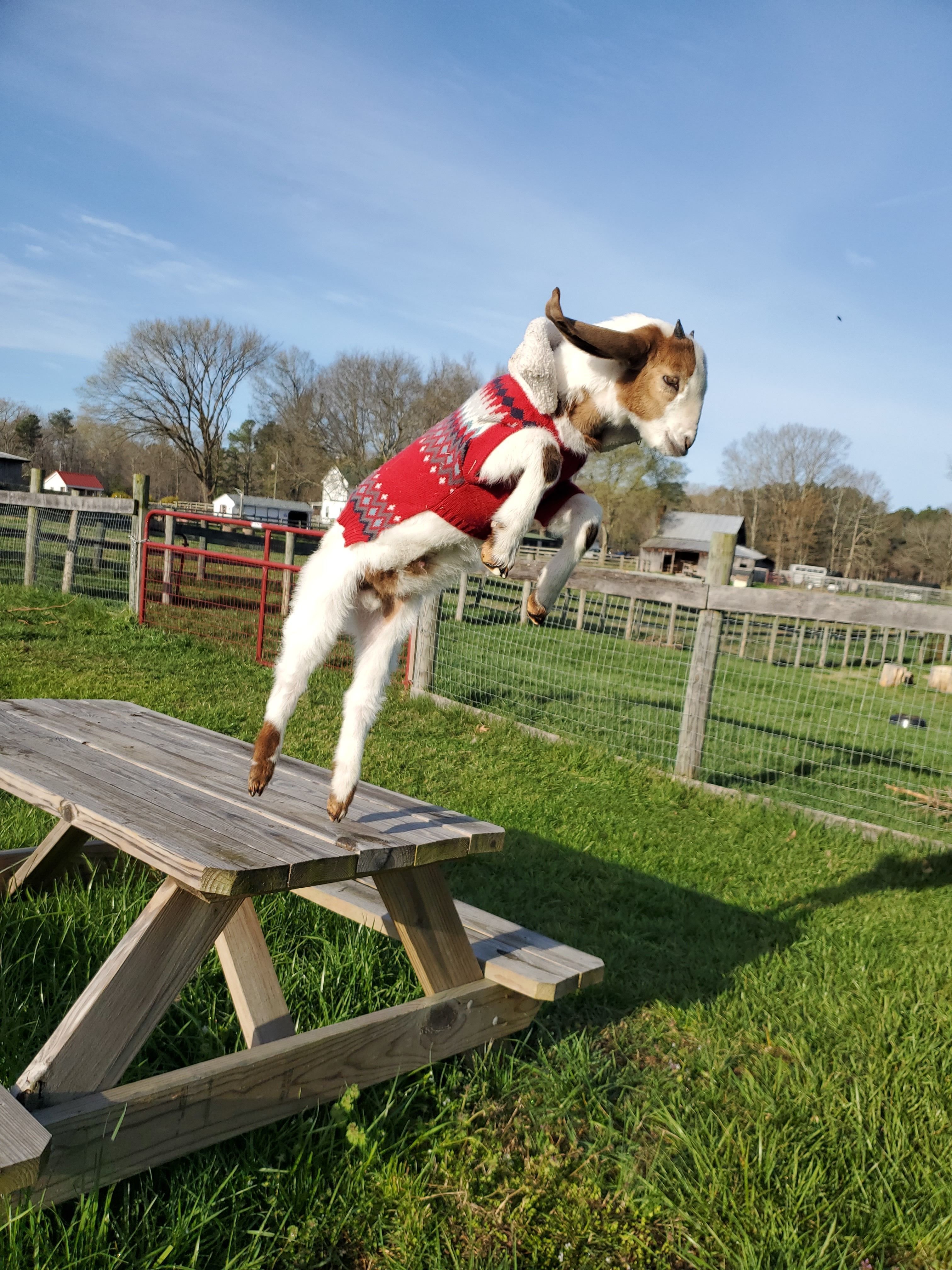 Watch Harry's Insane and Fun Jumps