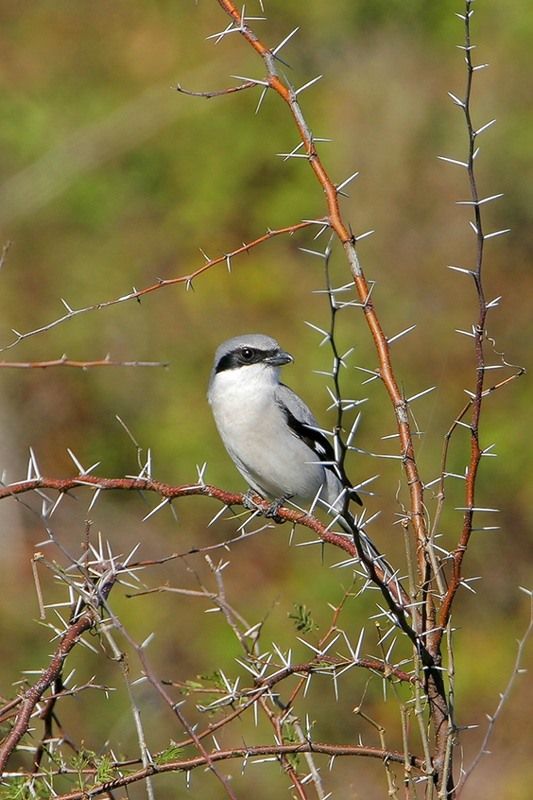 shrike bird