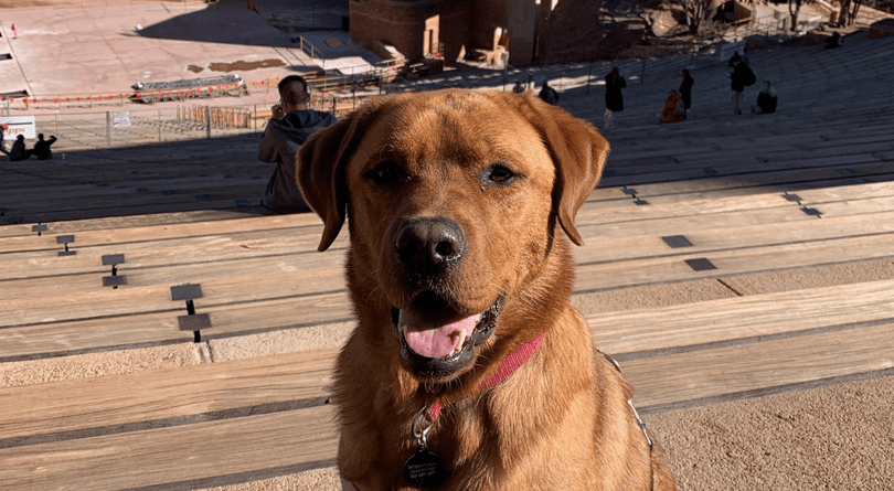 Service dog in training at Red Rocks